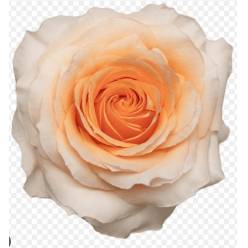 Rosa Col. Felicity Peach 60cm