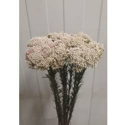 Flor de Arroz Ecu. Victoria White 60cm