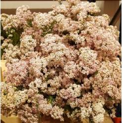 Flor de Arroz Ecu. Victoria Pink 60cm