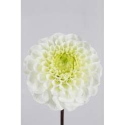 Dalia Hol. Caro 60cm "CC40" (7 Dias - 2�)