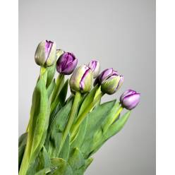 Tulipan Hol. Doble Saigon 50cm Mor.
