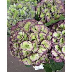 Hortensia Hol. Magic Elbtal Classic 80cm �22/24