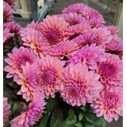 Dalia Hol. Sweet Sanne 60cm "CC50"