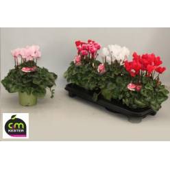 P. Cyclamen Gr Sup XL 13/32cm "CC3"