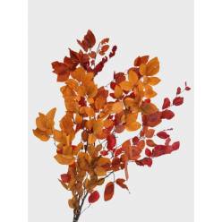 Fagus Estabilizado Otoal 70cm 100g