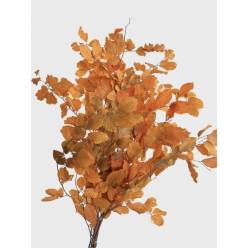 Fagus Estabilizado Yellow 70cm 100g