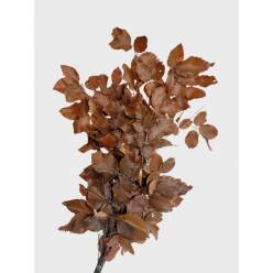 Fagus Estabilizado Brown 70cm 100g