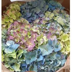 Hortensia Hol. Roy. Parade Classic 60cm 18/20 Bic.