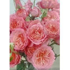 Ramificada Ecu. Sugar Boo 70cm Sal.