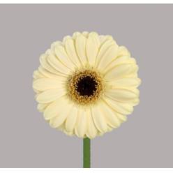 Gerbera Mini Hol. Casillas Cr. "T20" (7 Dias - 2)