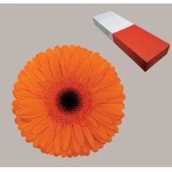 Gerbera Hol. Candela Nj. "T25" (7 Dias - 2)