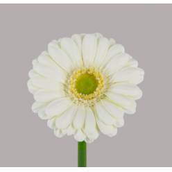 Gerbera Mini Hol. Albino Bl. "T20" (7 Dias - 2)