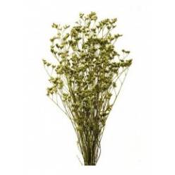 Limonium Col. Pintado Oro 70cm