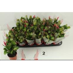 P. Rhipsalidopsis Ov. Rojo 09/20cm "CC18"