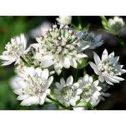 Astrantia Billion Star 70cm XL "T25"