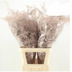 Esparraguera Pintada Platinium 65cm "T50"