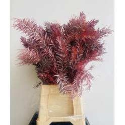 Mimosa Italia Luna Argento Red Absorcion 70cm