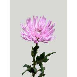 Uniflor Col. Anastasia Rosa (7 Dias - 2�)