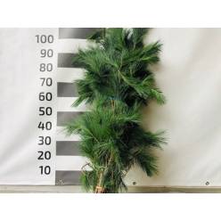 Pinus Strobus 100cm 550gr Bs