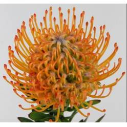 Protea Nutans Ayoba Sun 50cm