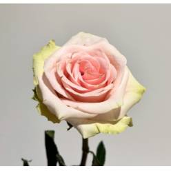 Rosa Col. Absolut In Pink 60cm