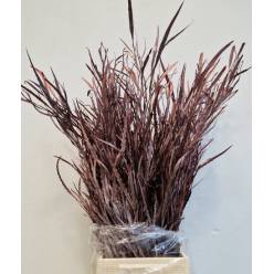 Grevillea Pintada Bronce 70cm 200gr