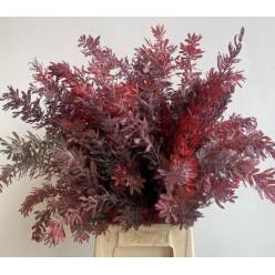 Mimosa Italia Baileyana Red Absorcion 60cm 200gr