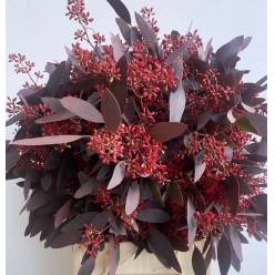 Eucalipto Italia Populus Berry "Red Absorcion" 70cm 300gr