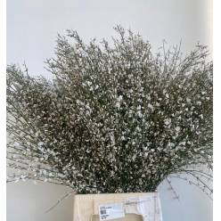 Ginestra Italia Blanca 70cm 400gr Paq.