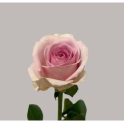 Rosa Hol. lovely Aqua 50cm