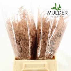 Esparraguera Pintada Cobre 45cm "T50"