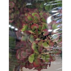 Hortensia Hol. Glow Alps Classic 80cm 20/22 Bic.