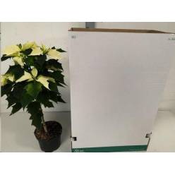 P. Poinsetia Arbol P Alaska 19/60cm x4 4F
