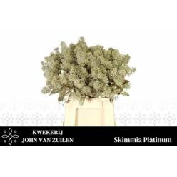 Skimmia Rubella Pintada Platinium 45cm "Paquete"