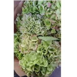Hortensia Hol. White Verena Classic 80cm 18/22
