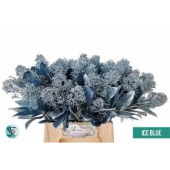 Skimmia Rubella Pintada Ice Blue 45cm "Paquete"