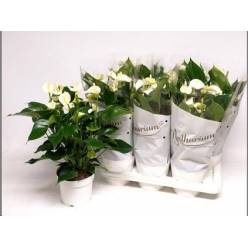 P. Anthurium An White Champion 17/60cm x6 7F