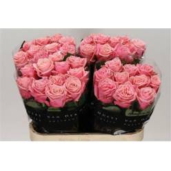 Rosa Hol. Adele 60cm Rs. A2 (7 Dias - 2)