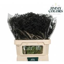 Lepidium Thlaspy Pintado Negro 80cm "T25"