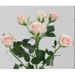 Ramificada Severina 60cm