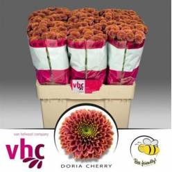 Santini Doria Cherry 1200gr "T25"
