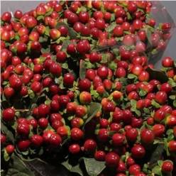 Hypericum Hol. Seasons 50cm Mar. (7 Dias - 2�)