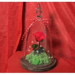 Cupula Gala 16x27Hcm con LED "T6"