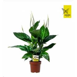 P. Spathyfilium Sweet Ricardo 13/60cm x11 5F