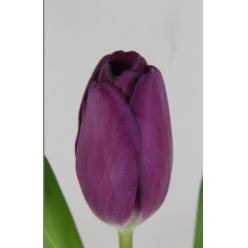 Tulipan Hol. Roeska 40cm Mrd.