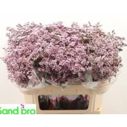 Limonium Hol. Saf. Oshi Pink 60cm 30gr "T25" Rs