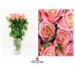 Rosa Ecu. Miss Piggy 40cm