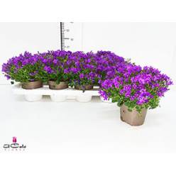 P. Campanula Portenschlagia 10,5/22cm "CC10"