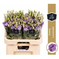 Lisiantus Hol. Arena Lavanda 70cm 55gr "T10"