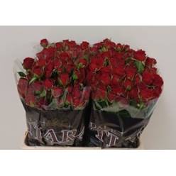 Ramificada Velvet Blossoms 50cm Rj.